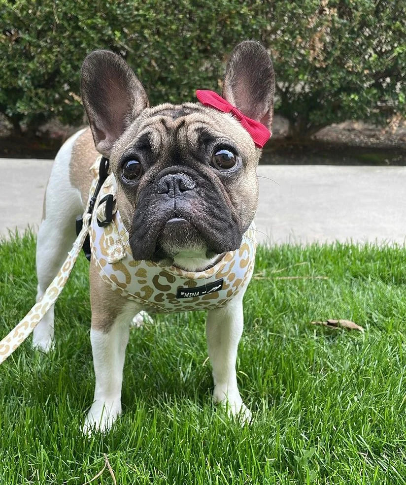 You’re So Golden Adjustable Harness, Leash, Poop Bag Bundle