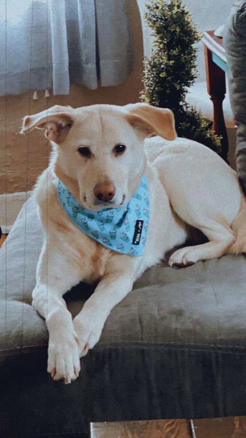 Pupshake Blue Tie On Bandana