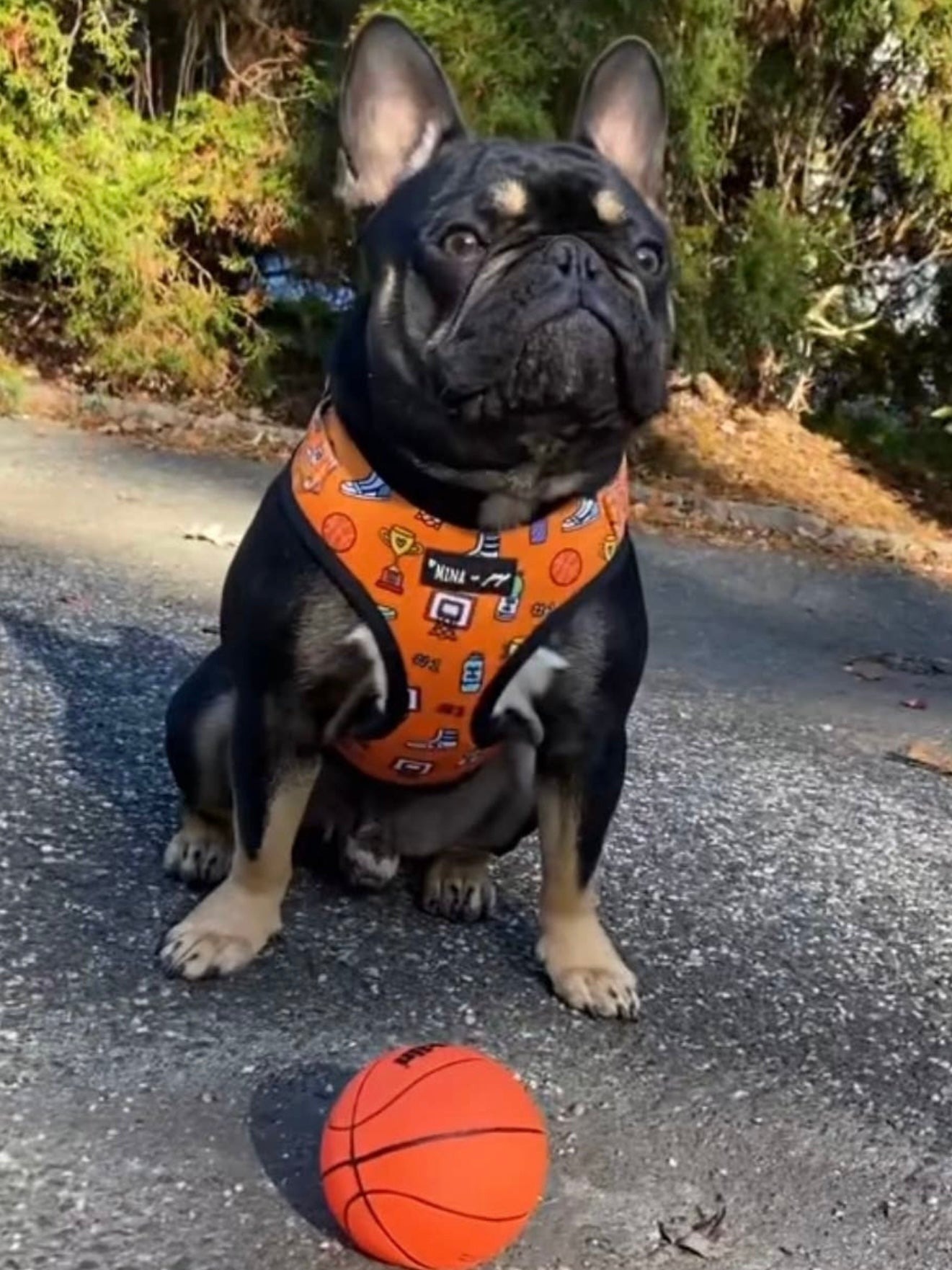 Basketball ADJUSTABLE DOG AND CAT HARNESS