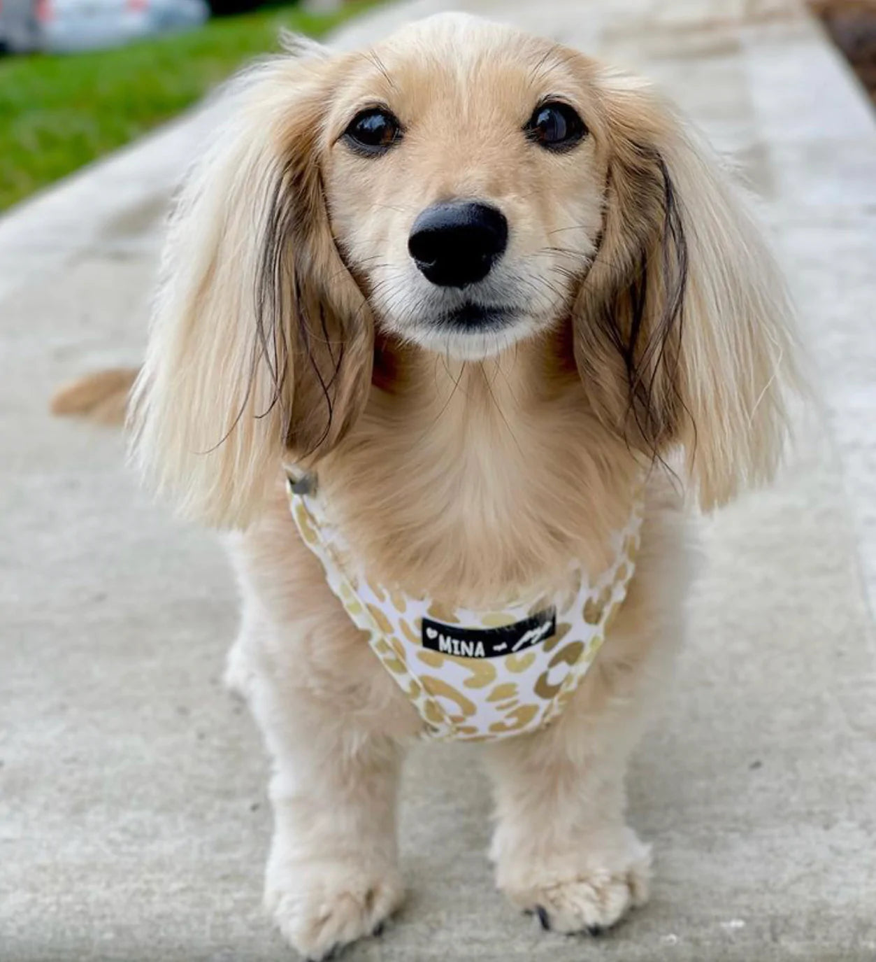 You’re So Golden Adjustable Harness, Leash, Poop Bag Bundle