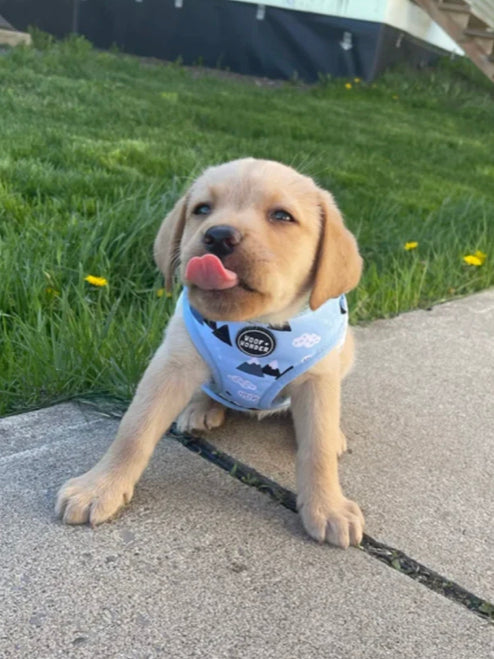 Alpine Paws Adjustable Harness