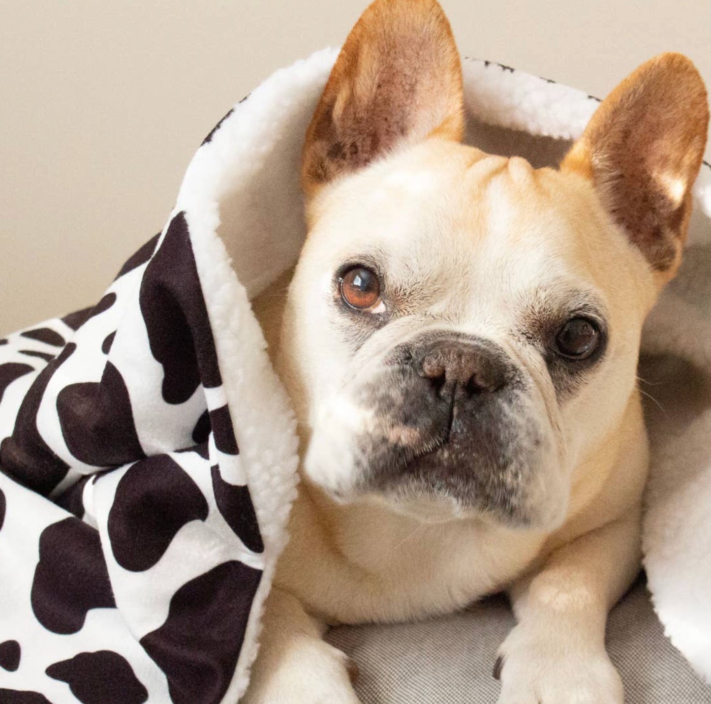 Cow Print Fleece Dog Blanket