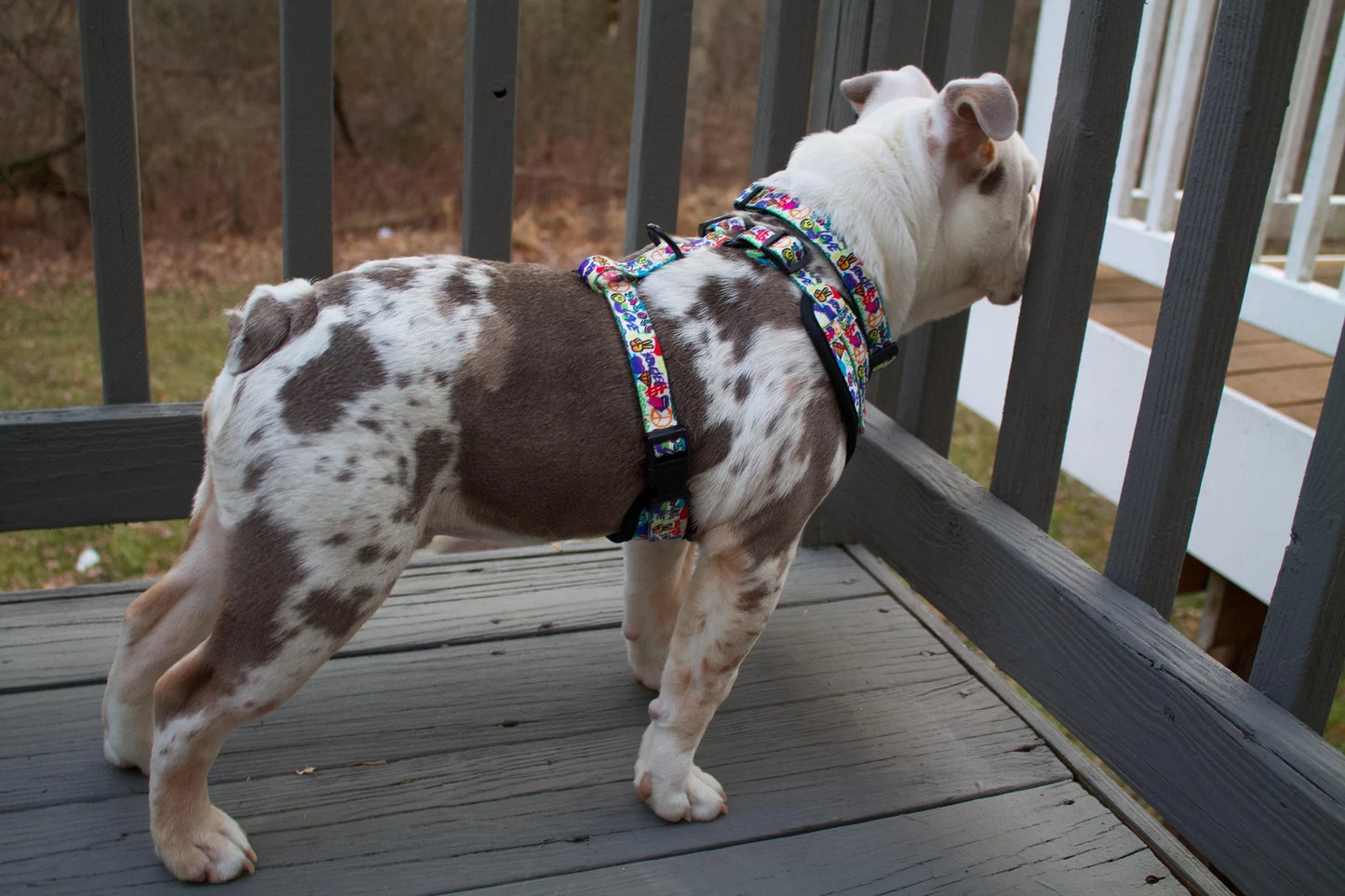 Graffiti Adjustable Comfort Collar