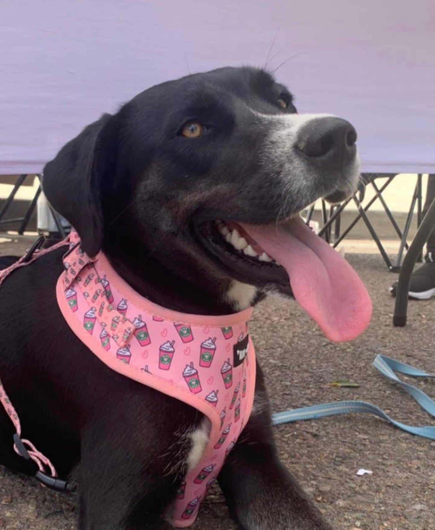 Pupshake Pink Adjustable Harness