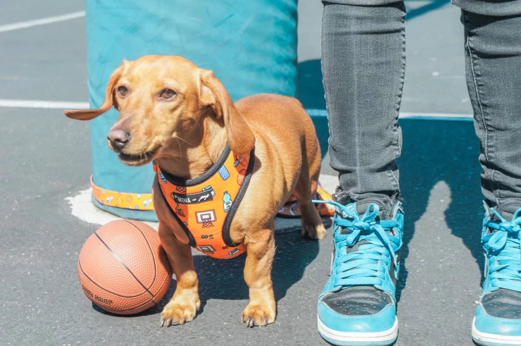 Basketball ADJUSTABLE DOG AND CAT HARNESS