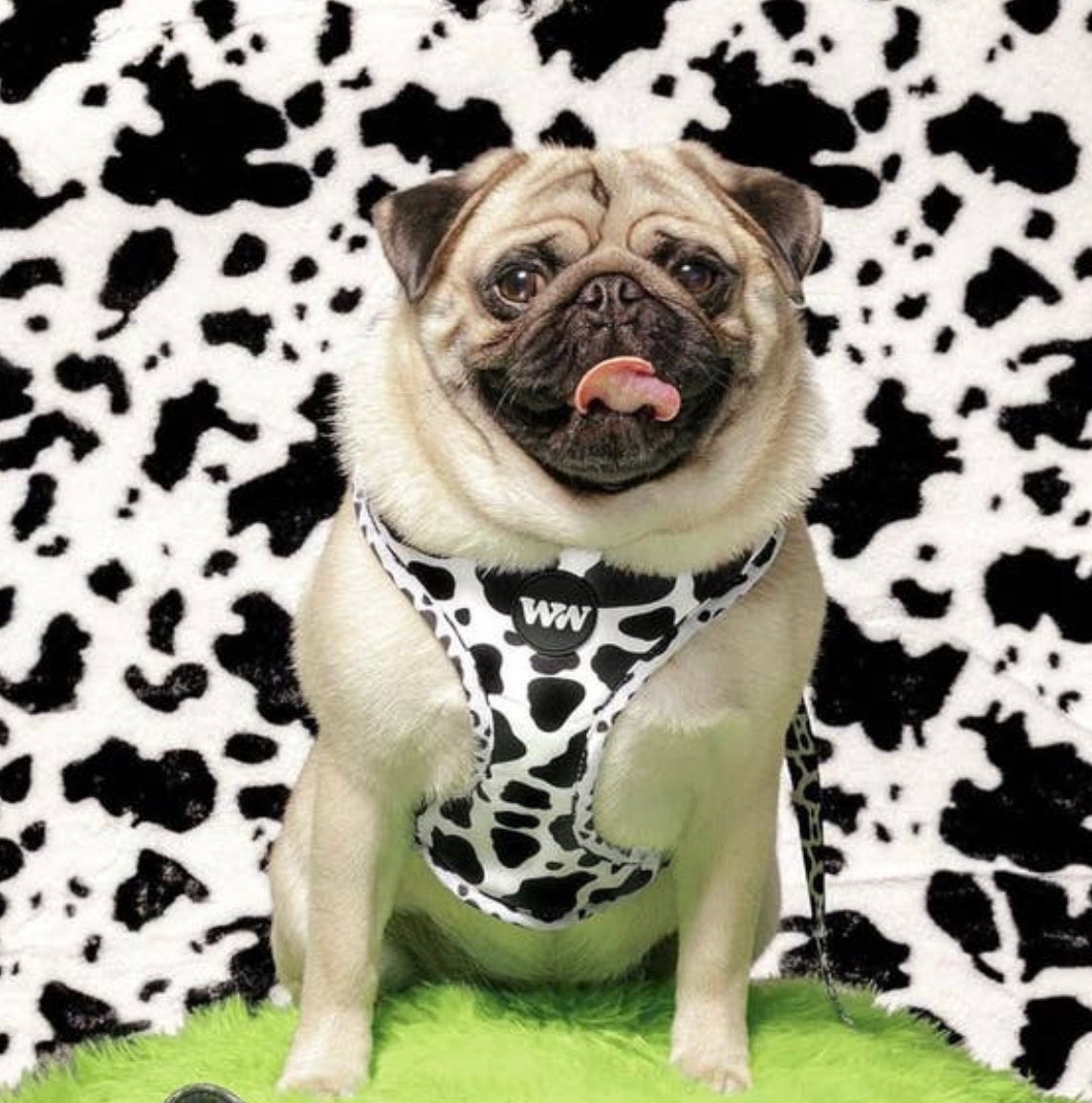 Cow Print Adjustable Harness